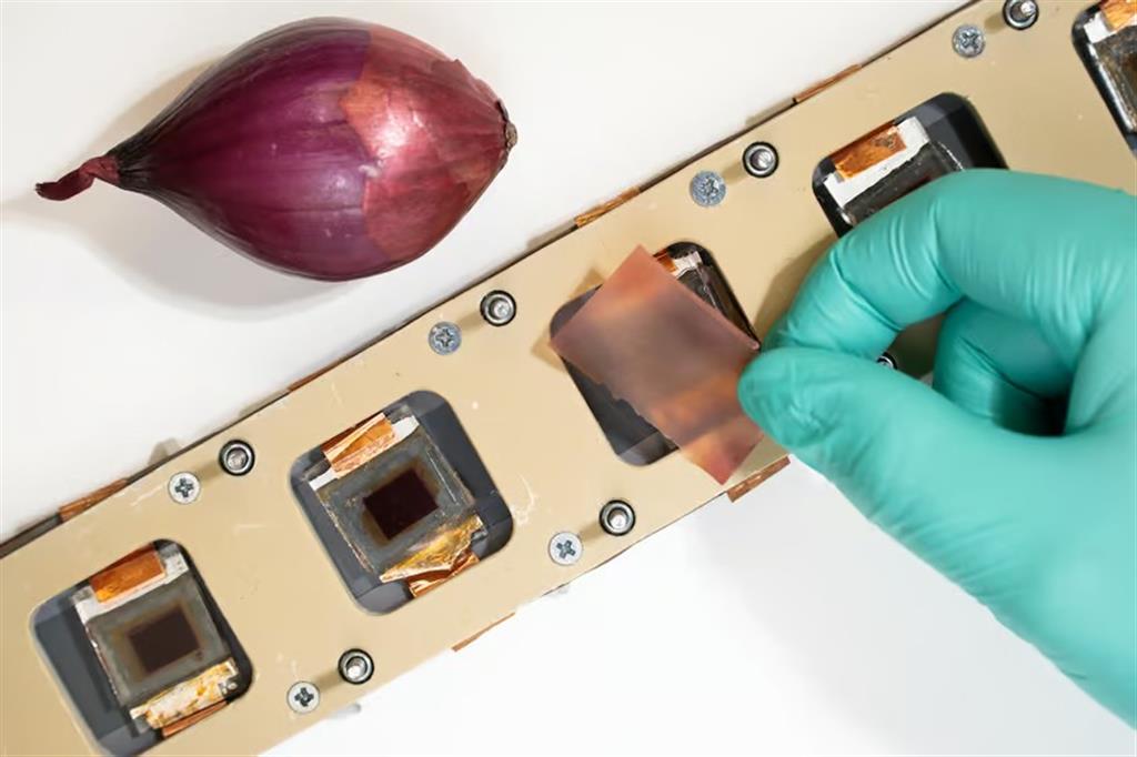 onion-skin dye in solar cell coating_1024_03042025153250.jpg